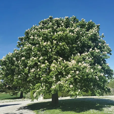 Appartement Maison La Tour *