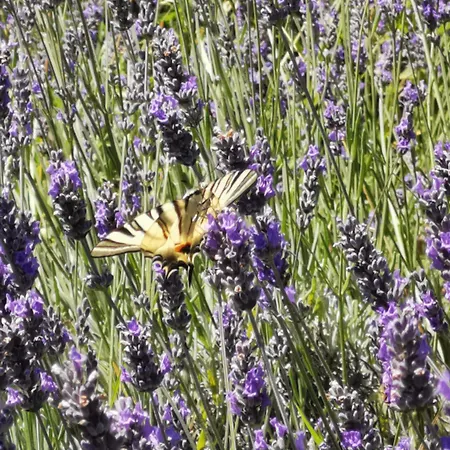 Maison La Tour Appartement