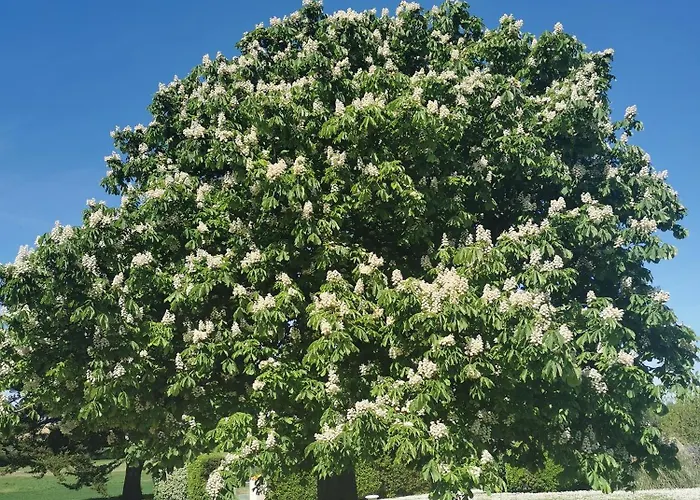 Apartamento Maison La Tour *