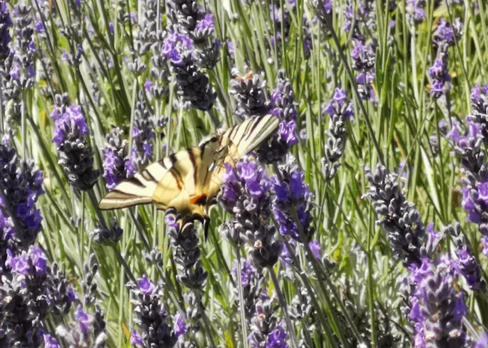 Maison La Tour Apartamento